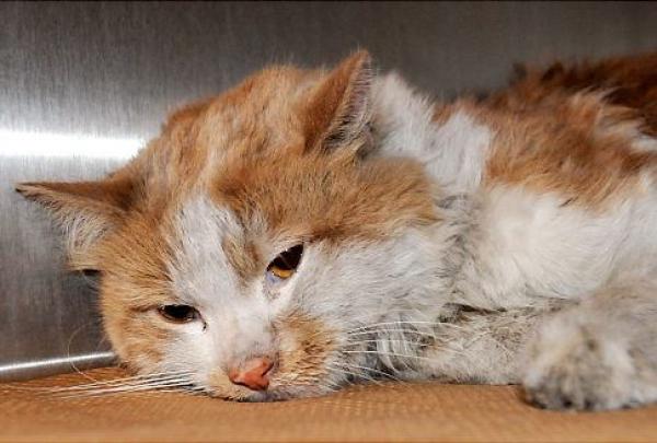 قطة بريطانية بـ 14 روحاً بدل سبعة