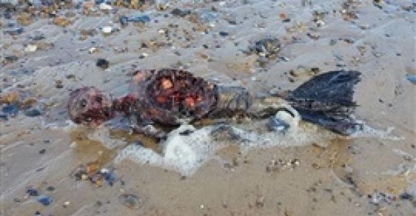بالفيديو.. لقطات غريبة لجثة حورية بحر متعفنة على شاطئ في بريطانيا