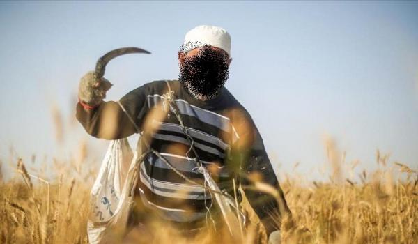 تاونات: فلاح يقتل شقيقه بمنجل لسبب تافه