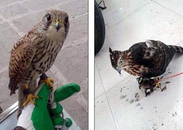 عامل في حديقة للحيوانات يتفاخر بتناوله طيوراً نادرة