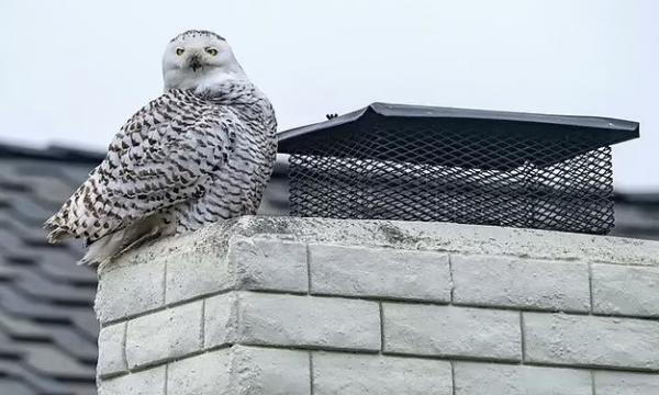 بومة تتحول إلى نجمة في كاليفورنيا بعدما رصدت فوق سطح منزل