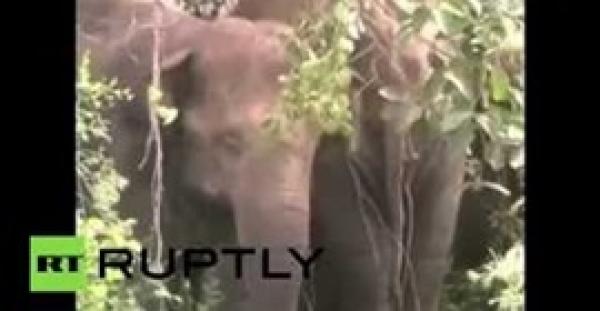 بالفيديو.. فيل هائج يصيب طفلين ويقتل عجوزا في الهند