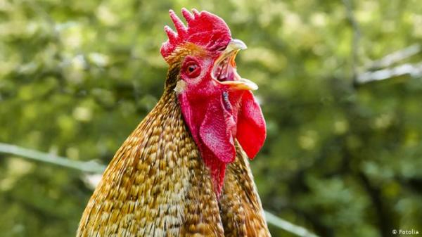 في فرنسا: محاكمة ديك بسبب صياحه مبكرا!