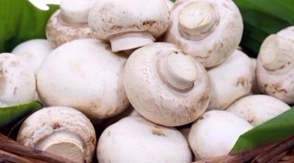 دراسة: الفطر يحتوي على مواد تحارب الشيخوخة