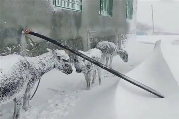 بسبب موجة البرد الشديدة: لحظة تجمد قطيع صغير من الحمير  بتركيا(فيديو )