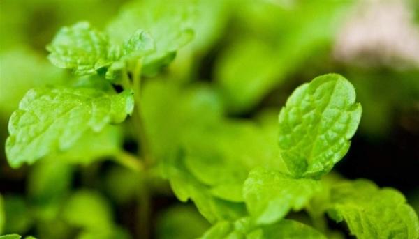 نعناع الفلفل .. فوائد صحية عدة