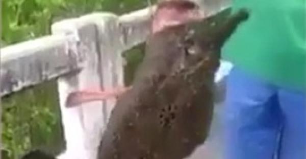 بالفيديو والصور.. سمكة غريبة بساقين تثير رعب الصيادين