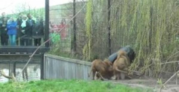 بالفيديو.. أسد يعرض نفسه لموقف محرج ويدخل رأسه في برميل