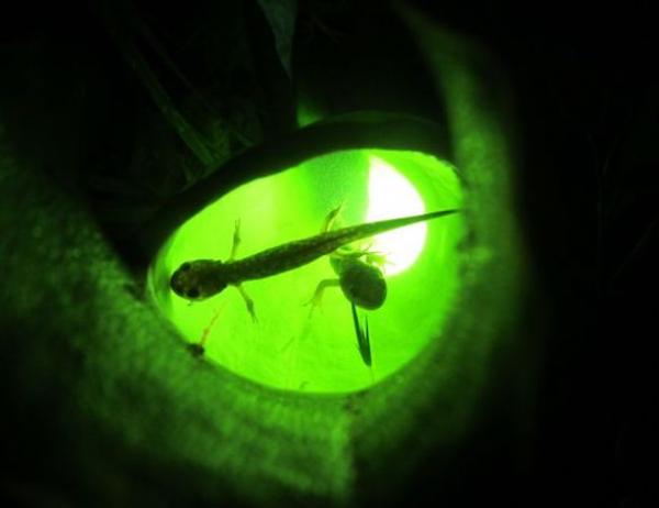 دراسات علمية غريبة ميزت 2019