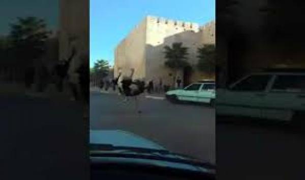 نعامة تستنفر ساكنة "حي الهديم" بمكناس