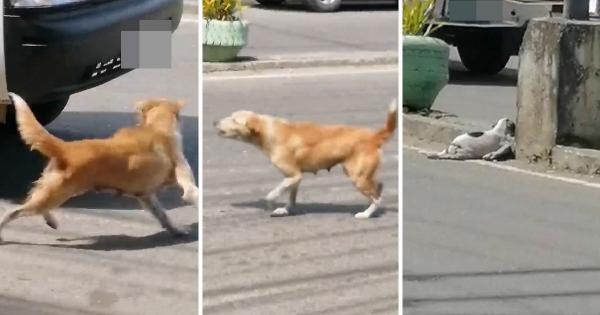 بالفيديو .. كلبة أم تحاول إيقاف السيارات طلبا لمساعدة جروها المصاب