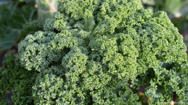 في الحرب على السرطان الكرنب أكثر مفعولا من "بروكولي"