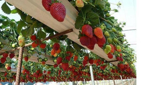 الزراعة...الحل الأمثل لمكافحة بدانة الأطفال