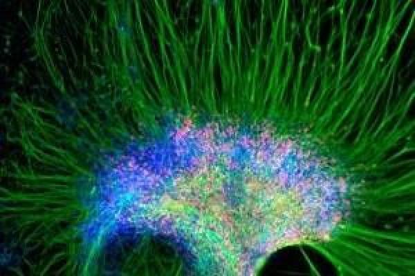 خلايا الظفر الجذعية تعيد تجديد أطراف الأصابع