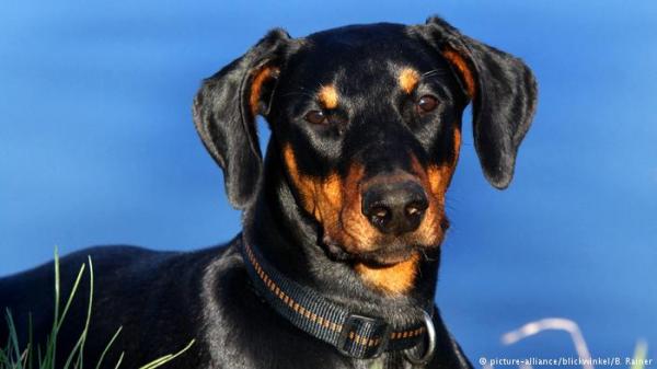 كلب يتسبب بحريق كبير في إسرائيل