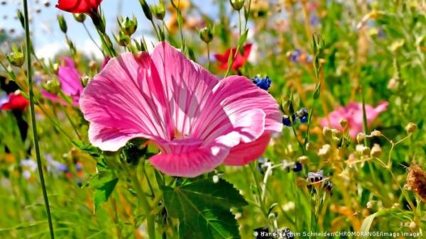 ماذا يجب أن تعرف عن نبتة الخبيزة وفوائدها المذهلة!