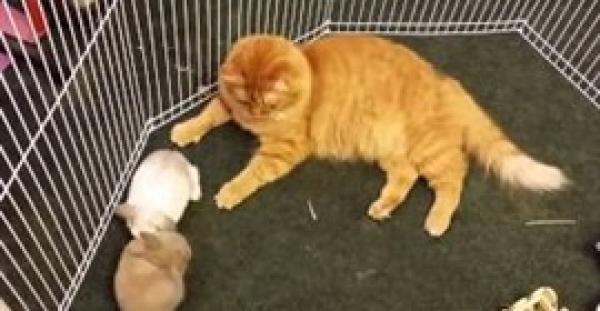 بالفيديو .. قطة تداعب أرانب صغيرة