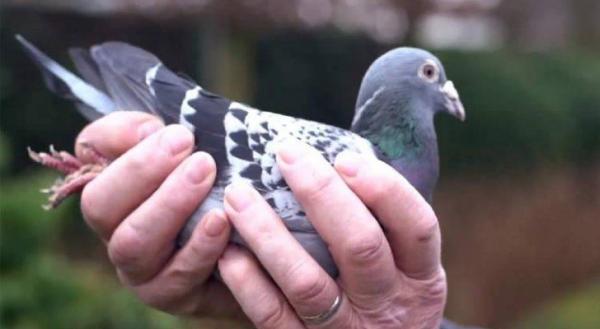 الدار البيضاء .. الحمام الزاجل يدخل قفص كوفيد 19