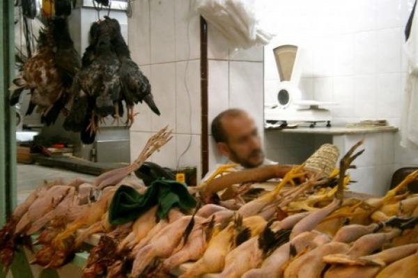 خطير : 8 في المئة فقط من الدجاج المنتج في المغرب يخضع للمراقبة