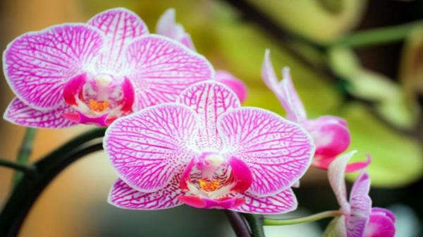 ابتكار مادة من النباتات الإستوائية لعلاج السرطان