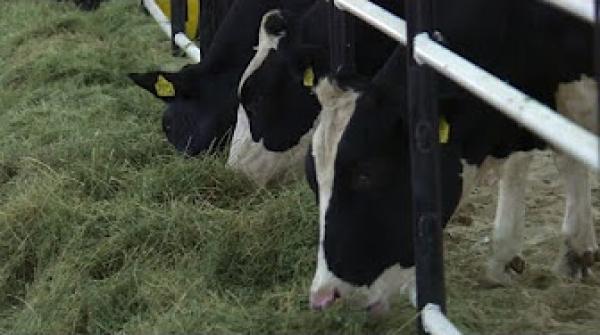 استقدام أبقار مجرية إلى قطر لتغطية النقص في منتجات الحليب واللحوم