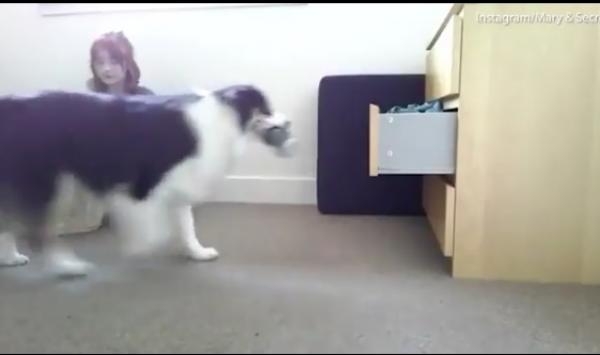 بالفيديو: تعرف على الكلبة التي تنجز جميع أعمال صاحبتها المنزلية