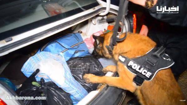 شاهد كيف يشارك الكلب البوليسي "روكي" أثناء التدخلات الأمنية ليلة رأس السنة
