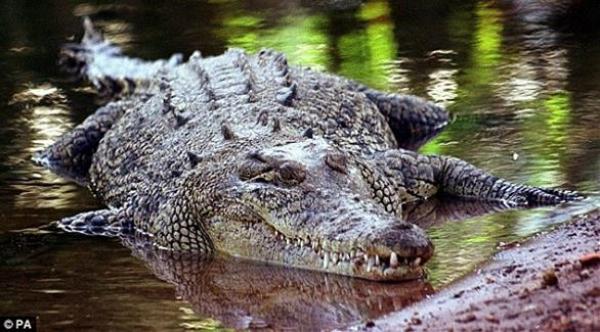 بالصورة: تمساح ضخم بطول 3 رجال يثير الرعب على الإنترنت