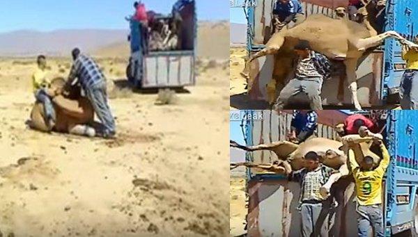 بالفيديو: مغربي يحمل جملاً ضخماً فوق ظهره ليضعه أعلى عربة