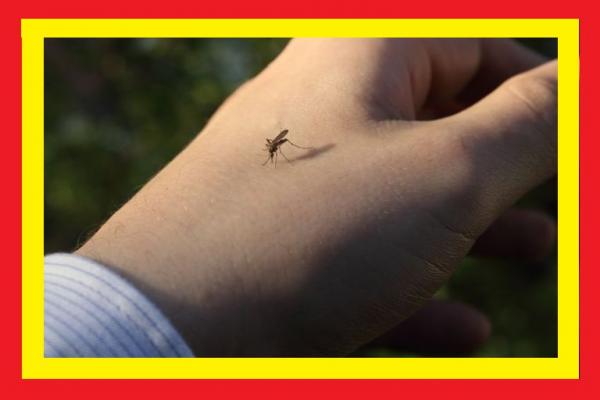 [ فيديو ] شرح طريقة للقضاء تماما على البعوض بالمنزل باستخدام ادوات بسيطة جدا