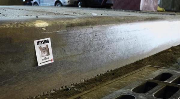 دراسة: مليونا فأر في نيويورك