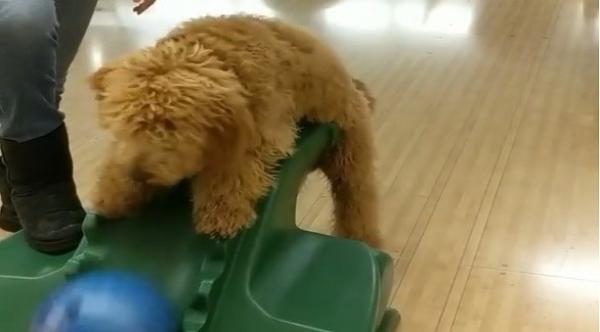 بالفيديو: شاهد مهارات هذا الكلب في لعب البولينغ