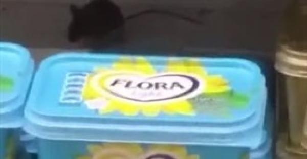 بالفيديو.. فأر يتجول داخل ثلاجة ألبان