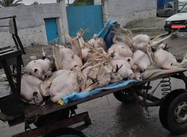 ضبط وإتلاف كميات "ديوك رومية" فاسدة نواحي سطات