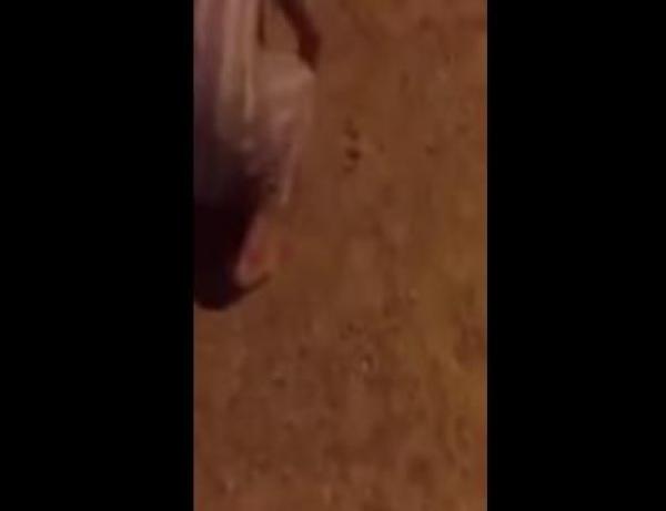 ضحك باسل ... بالفيديو: شاب يرمي ثعباناً على صديقه أثناء السجود