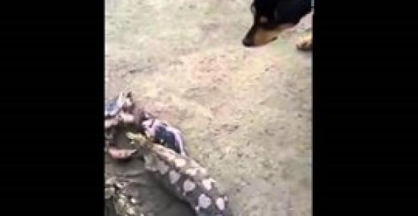 الفيديو.. ثعبان جائع يعيد 5 طيور من فمه بعد ابتلاعهم