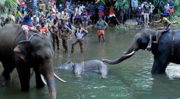 نفوق أنثى فيل حامل بعد تناولها فاكهة محشوة بمتفجرات