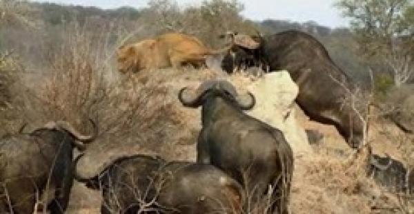 بالفيديو.. الجاموس ينتقم لصغيره ويلقن الأسود درسا قاسيا بقتل 3 أشبال