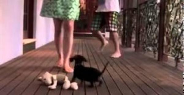 بالفيديو.. 2 مليون مشاهدة لـ«جرو» يدافع عن فتاة