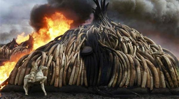 صور رهيبة لإحراق كينيا 105 أطنان من العاج غير الشرعي