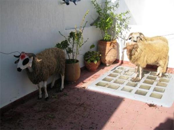 المغاربة في عيد الأضحى.. احتفالية جماعية بالخروف في طقوس محلية متوارثة