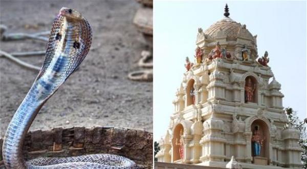 هندي يتزوج كوبرا بحضور 15 ألف مدعو