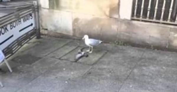 بالفيديو.. «نورس» يهاجم حمامة ويأكلها حية