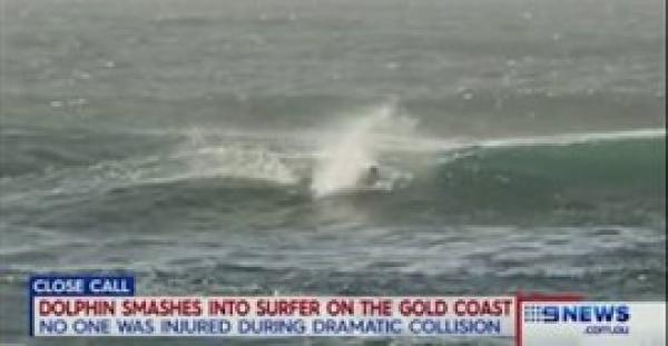 بالفيديو  .. دولفين يسقط أعلى متزلج