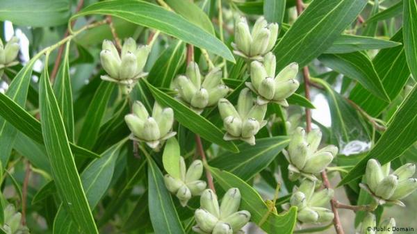 القِلاَجَة.. هل يأتي لقاح كورونا من شجرة الصابون في تشيلي؟