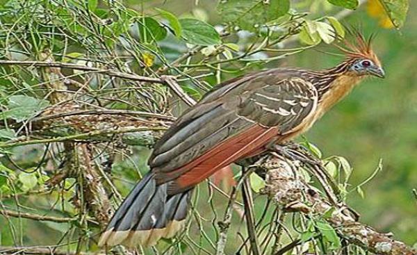  طائر يقلد صوت السيارة والكاميرا والمنشار 