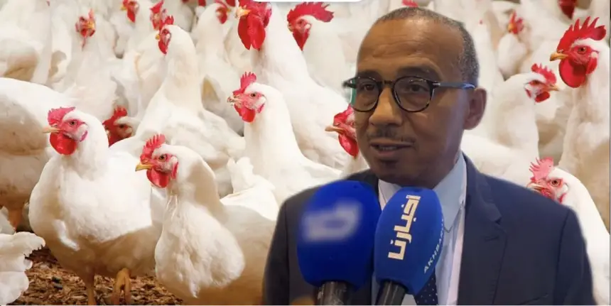 مهني يكشف للمغاربة أسرارا خفية في مسار إنتاج الدواجن ببلادنا