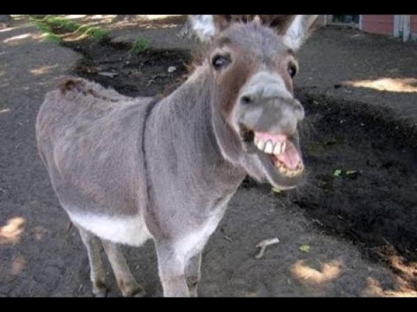 فيديو ساخر.. مواطن مغربي يلقن حماره مقررات البغرير والبطبوط