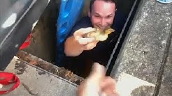 شاهد.. رجال إطفاء ينقذون فراخ بطة علقوا في مجرور مياه صرف صحي