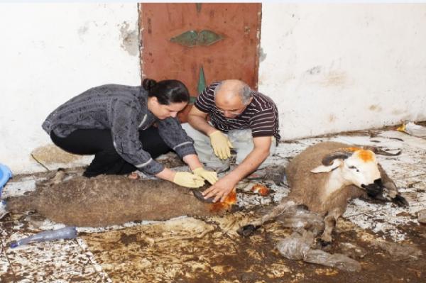 بالصور: انتحار جماعي لـ 40 خروف في ظروف غامضة والسلطات تستنفر اجهزتها الأمنية‏